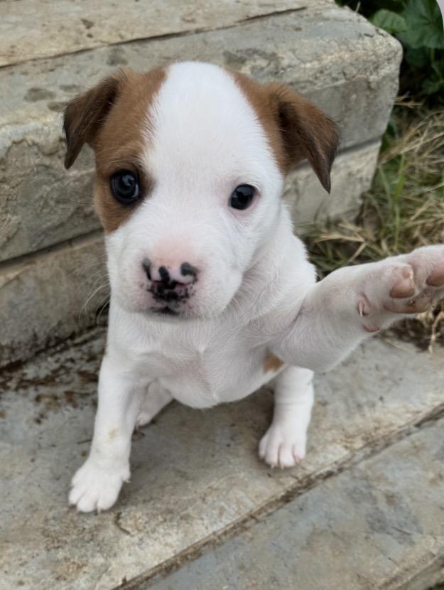 Enlarge Hera, a Adoptable mixed breed in Campbellsville, KY image 6/6