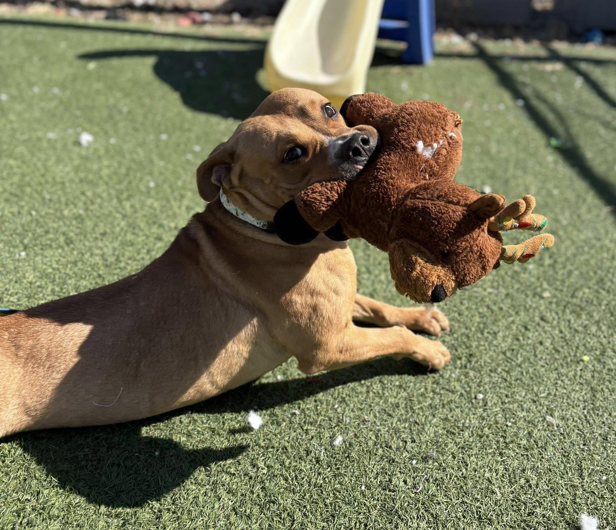 Robin, ADOPTABLE, Young Female Pit Bull Terrier.