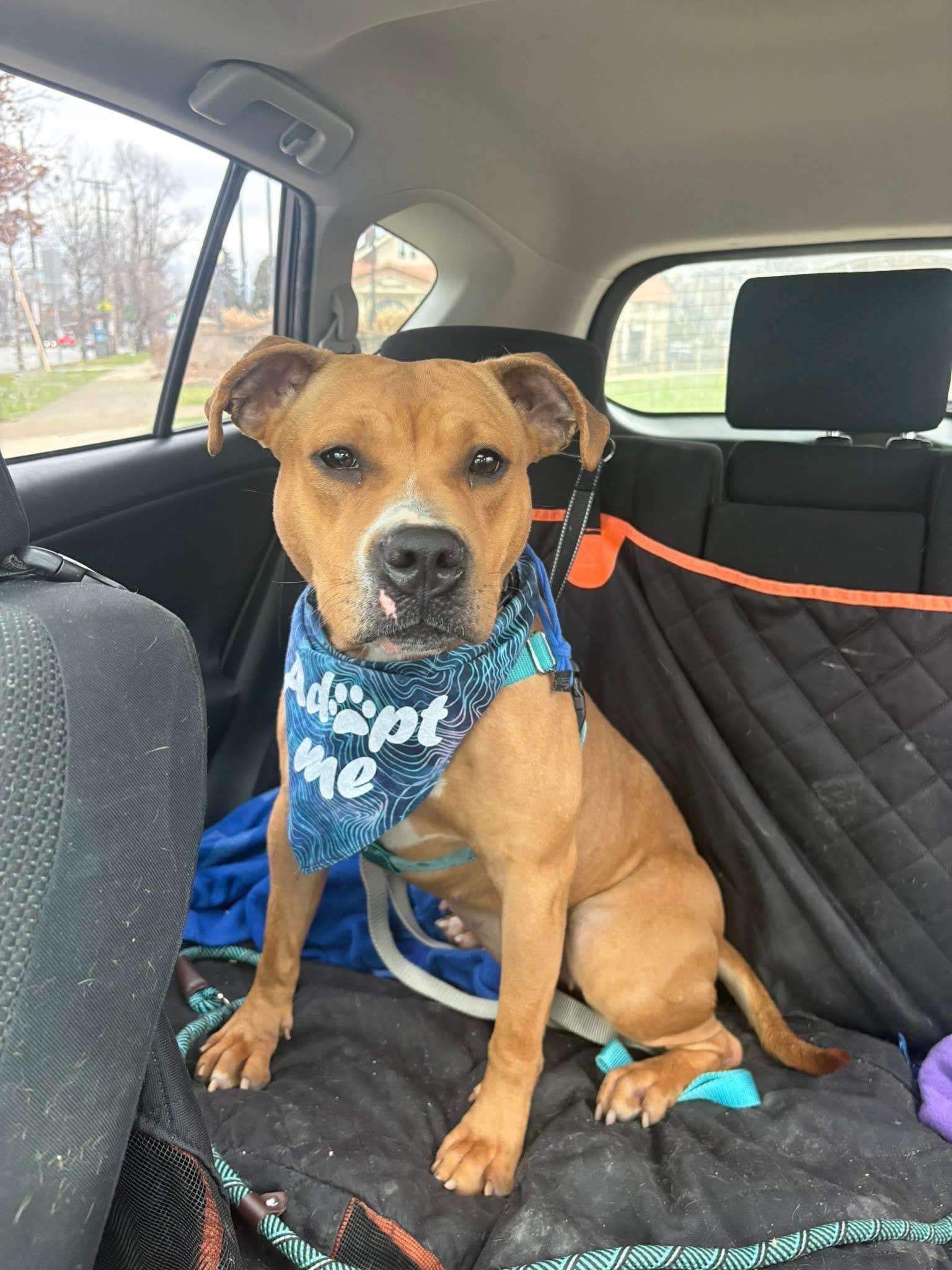 Enlarge Robin, a ADOPTABLE mixed breed in Cleveland, OH image 5/6