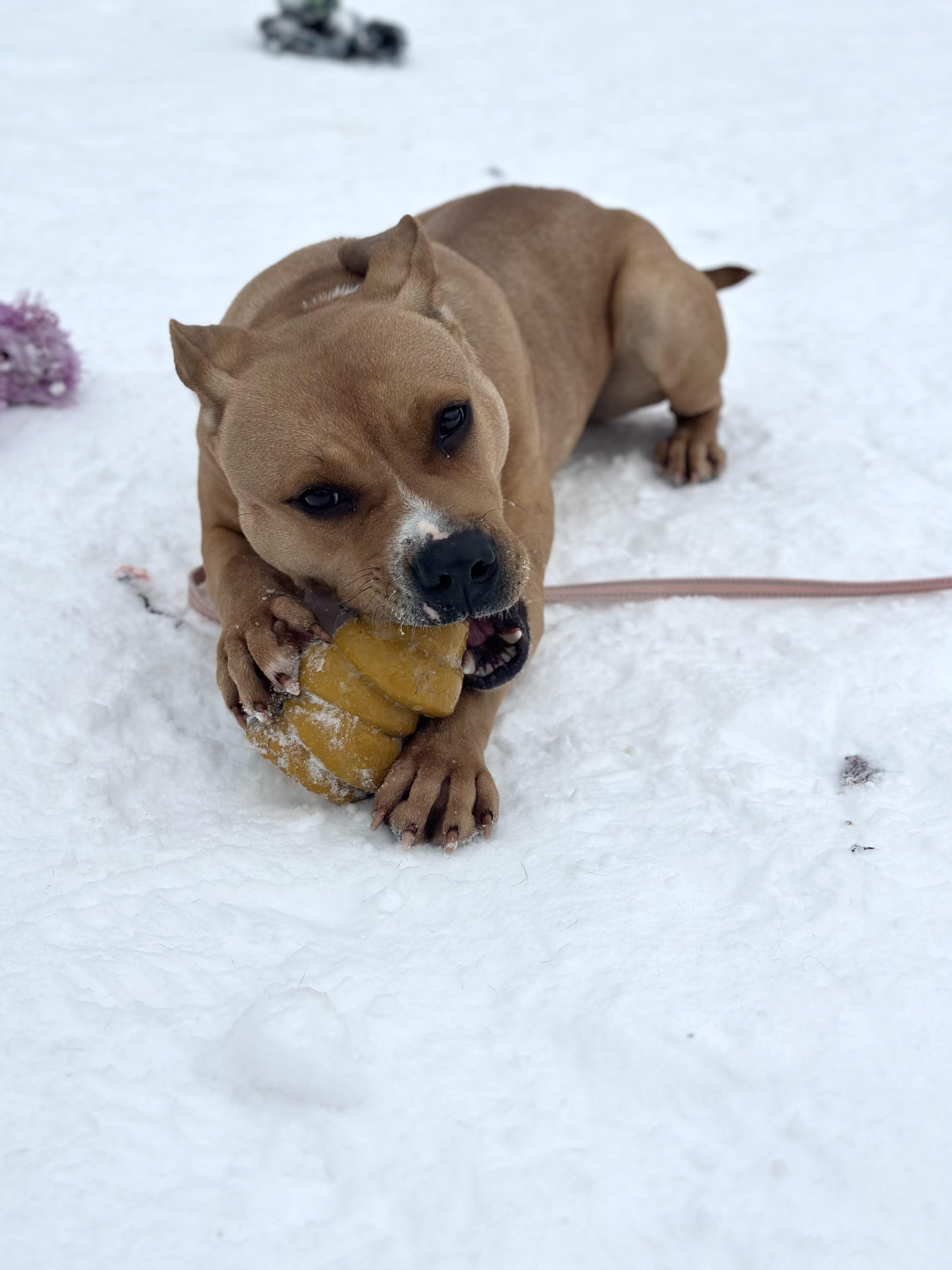 Enlarge Robin, a ADOPTABLE mixed breed in Cleveland, OH image 6/6
