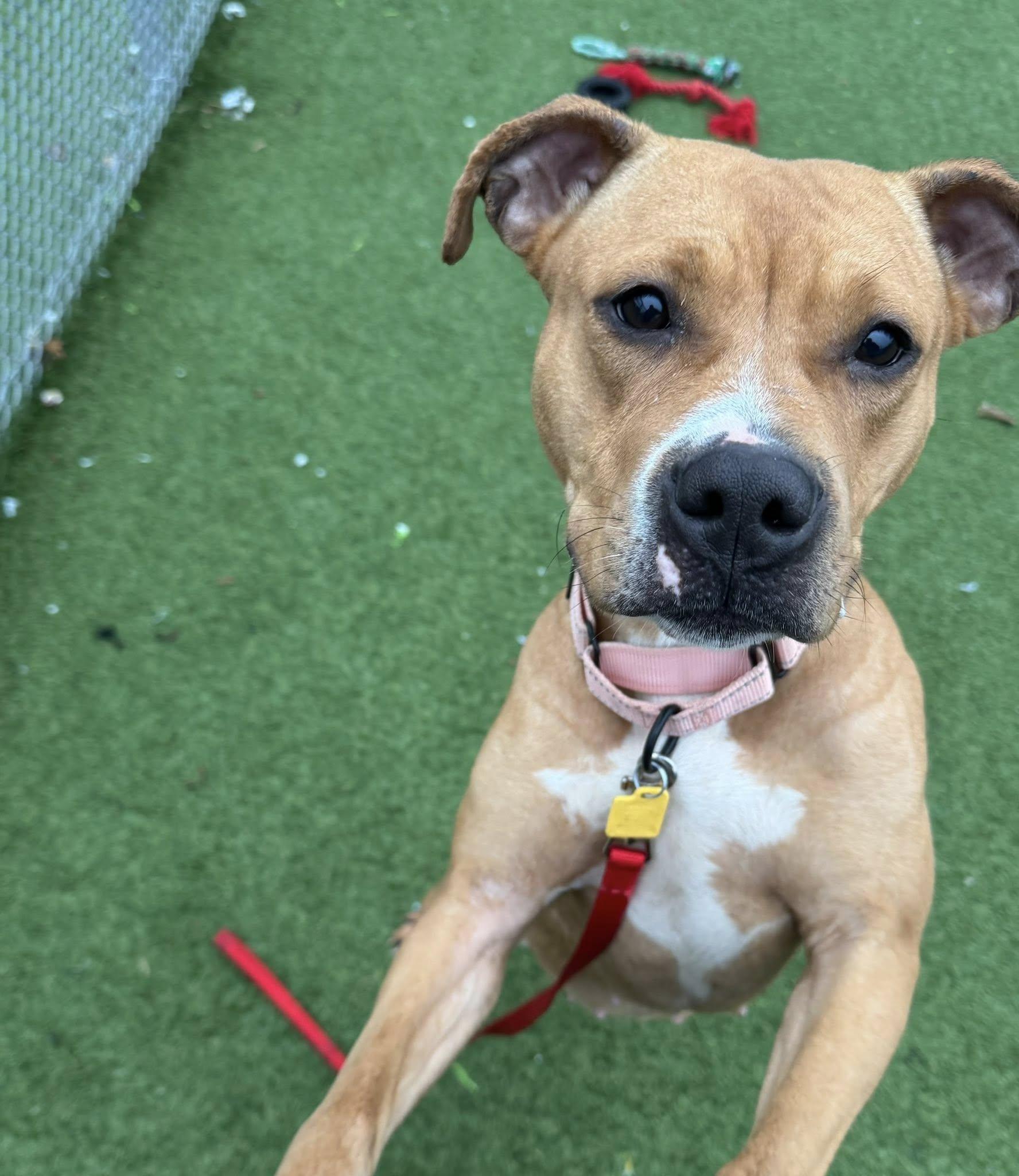 Enlarge Robin, a ADOPTABLE mixed breed in Cleveland, OH image 1/6