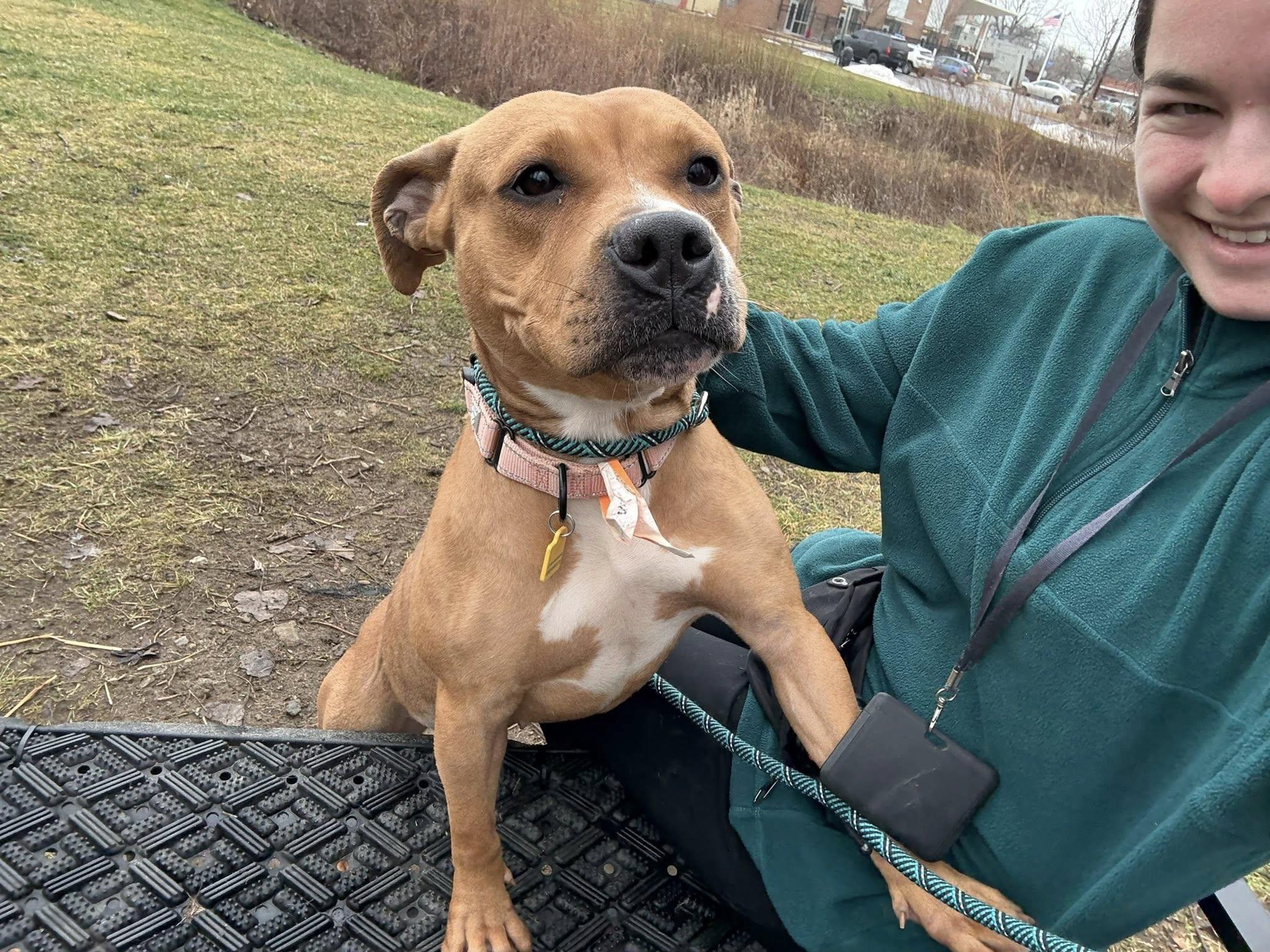 Enlarge Robin, a ADOPTABLE mixed breed in Cleveland, OH image 3/6
