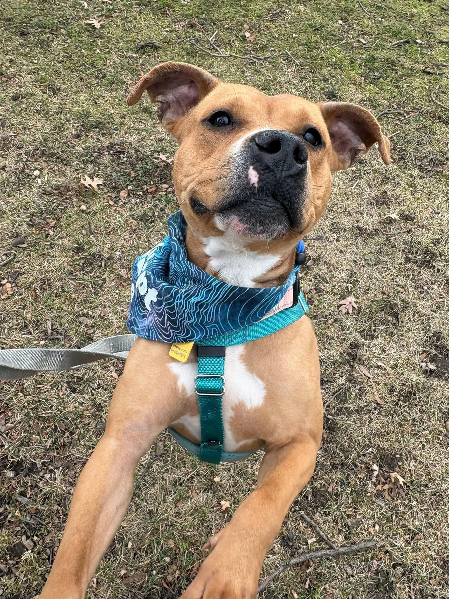 Enlarge Robin, a ADOPTABLE mixed breed in Cleveland, OH image 4/6