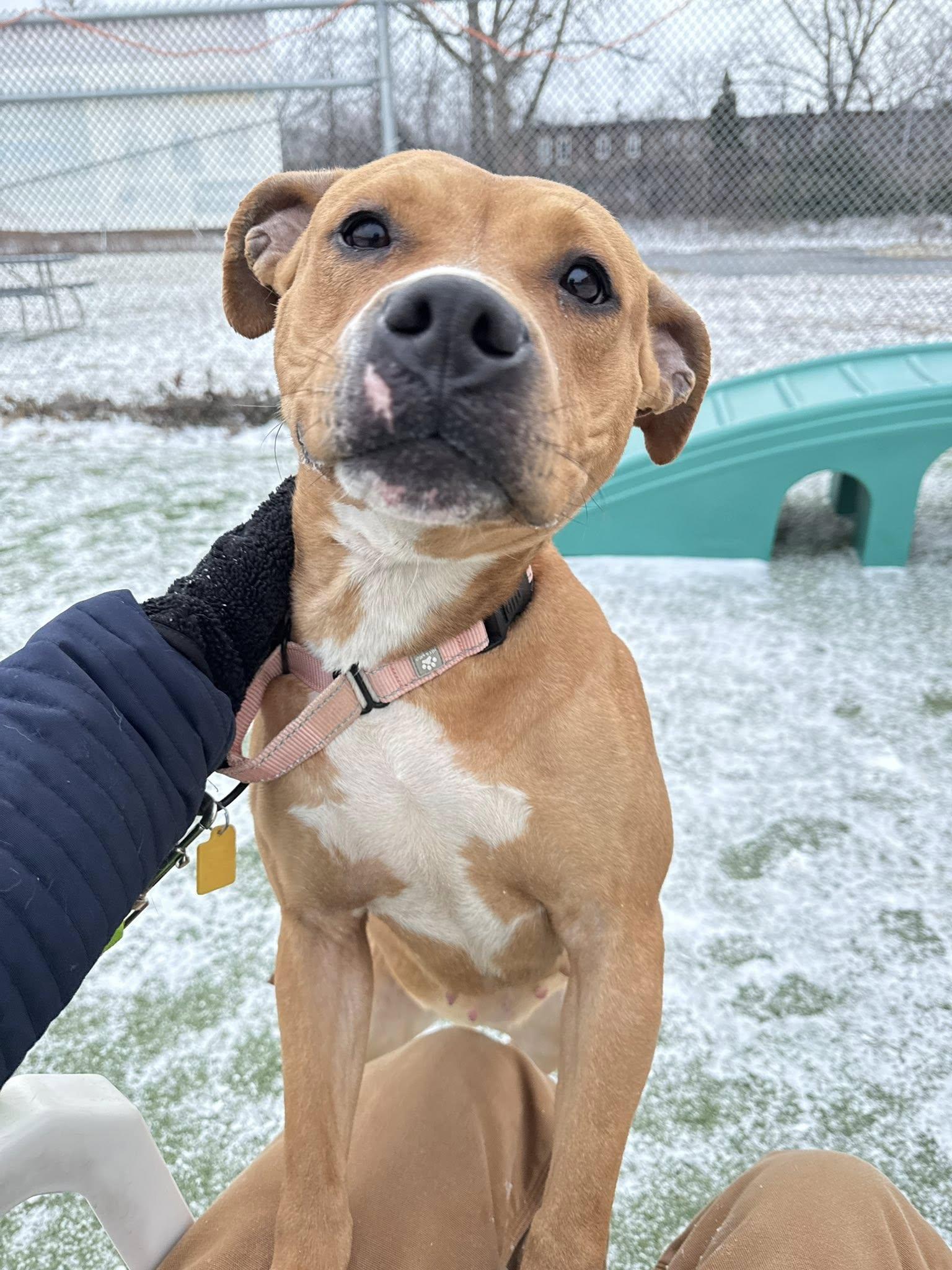 Enlarge Robin, a ADOPTABLE mixed breed in Cleveland, OH image 2/6