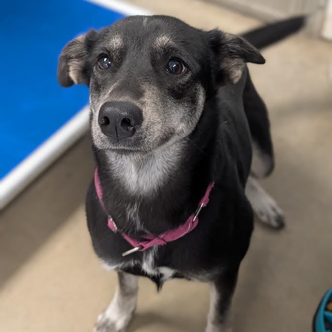 Enlarge Paris AKA "Kanga", a Adoptable mixed breed in Blue Earth, MN image 1/6