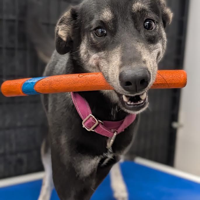 Enlarge Paris AKA "Kanga", a Adoptable mixed breed in Blue Earth, MN image 3/6