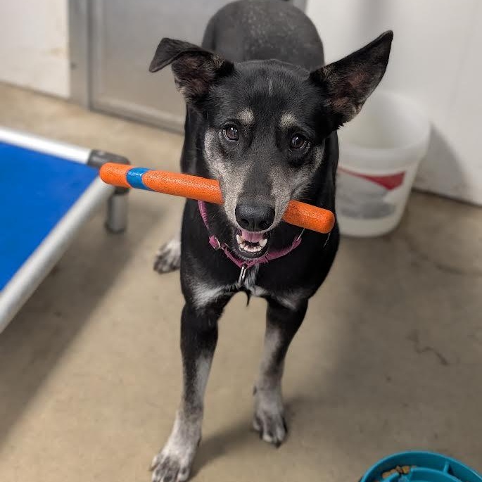 Enlarge Paris AKA "Kanga", a Adoptable mixed breed in Blue Earth, MN image 2/6