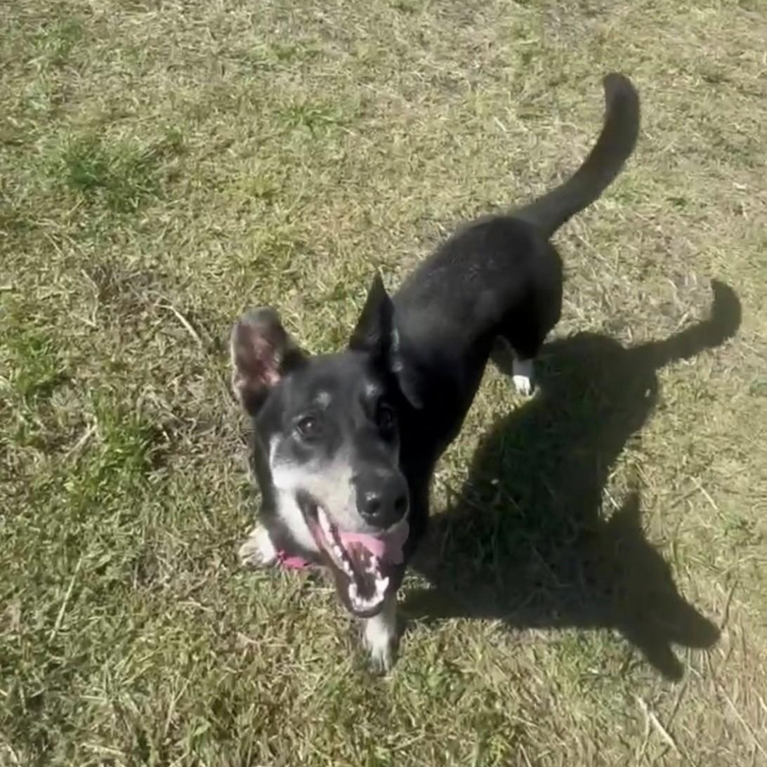 Enlarge Paris AKA "Kanga", a Adoptable mixed breed in Blue Earth, MN image 6/6