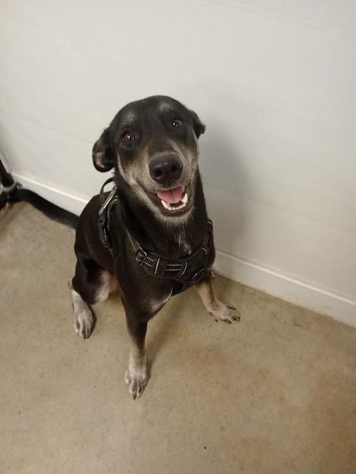 Paris, ADOPTABLE, Adult Female Shepherd.