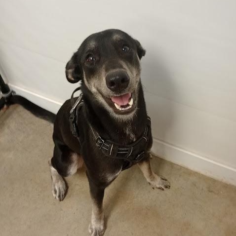 Enlarge Paris AKA "Kanga", a ADOPTABLE mixed breed in Blue Earth, MN image 1/1