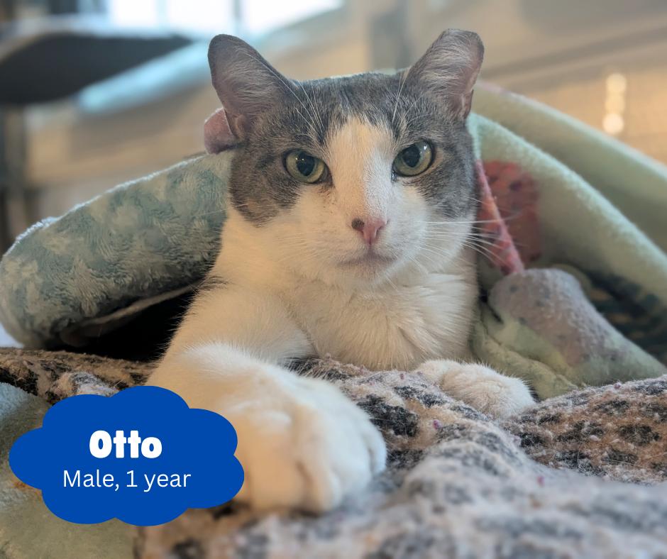 Enlarge Otto, a Adoptable Domestic Short Hair in Newburgh, NY image 2/6