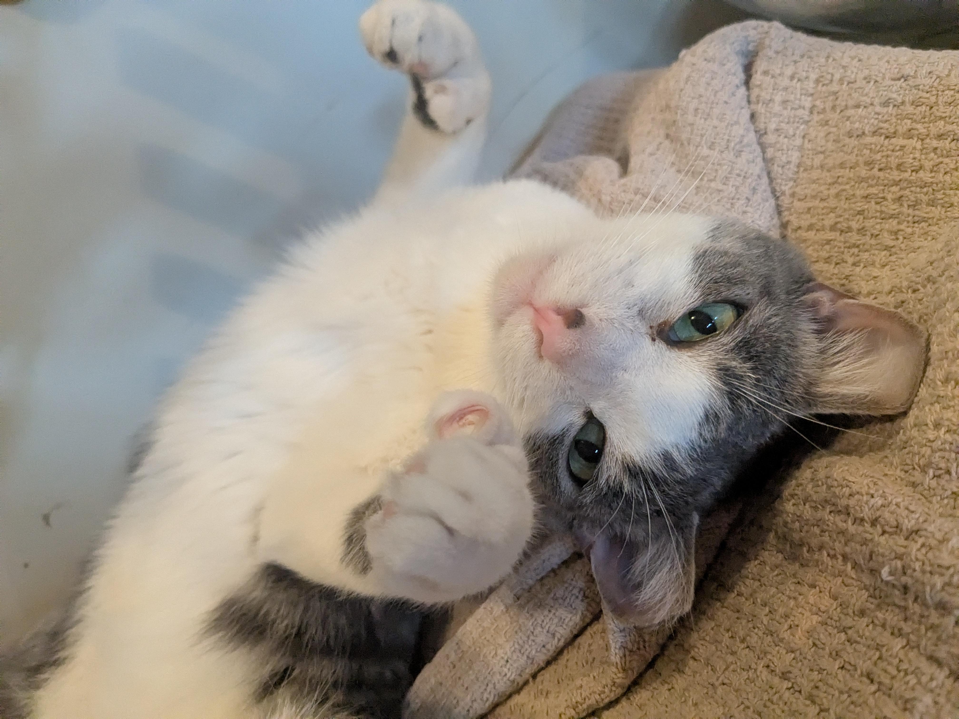 Otto, Adoptable, Young Male Domestic Short Hair.