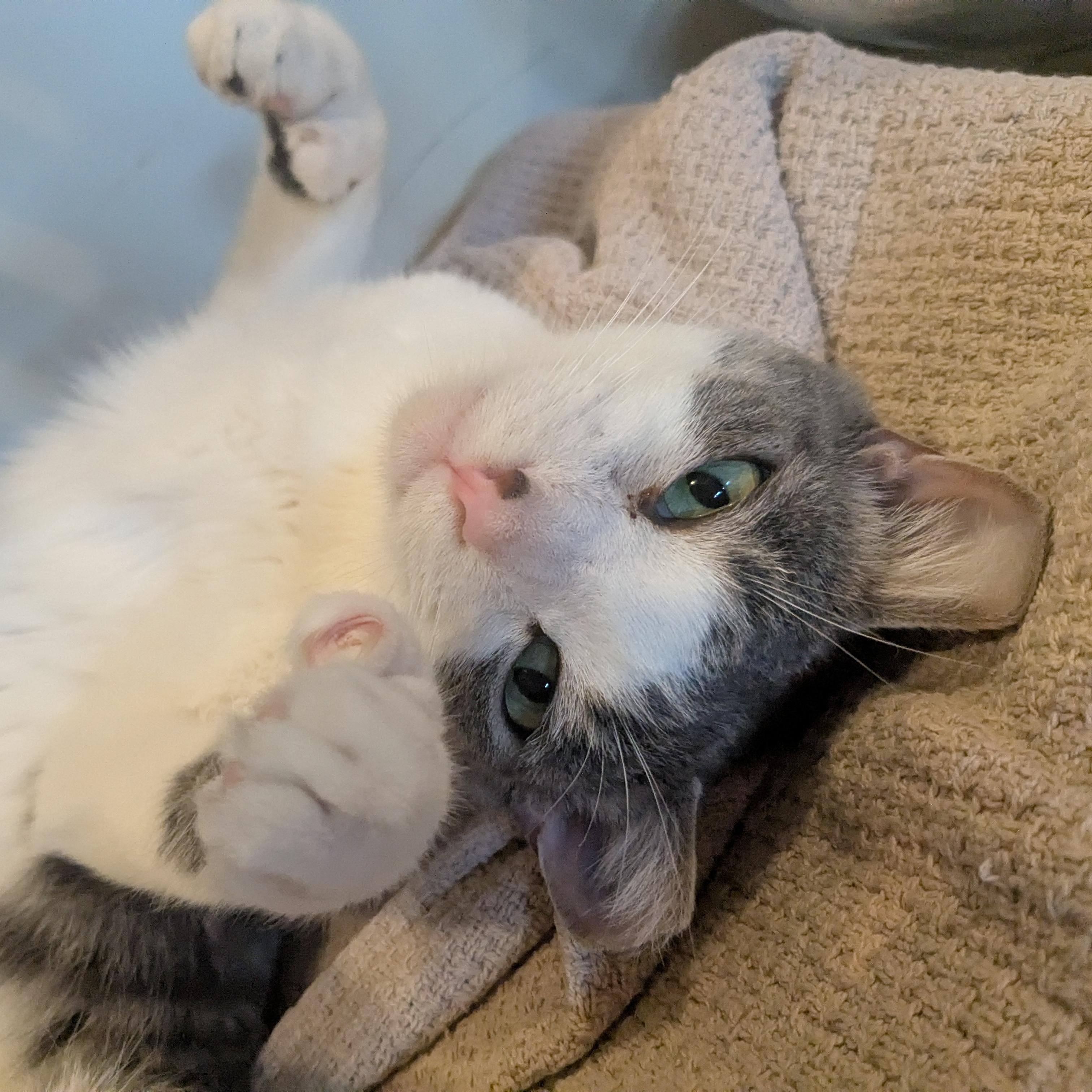 Enlarge Otto, a Adoptable Domestic Short Hair in Newburgh, NY image 3/6