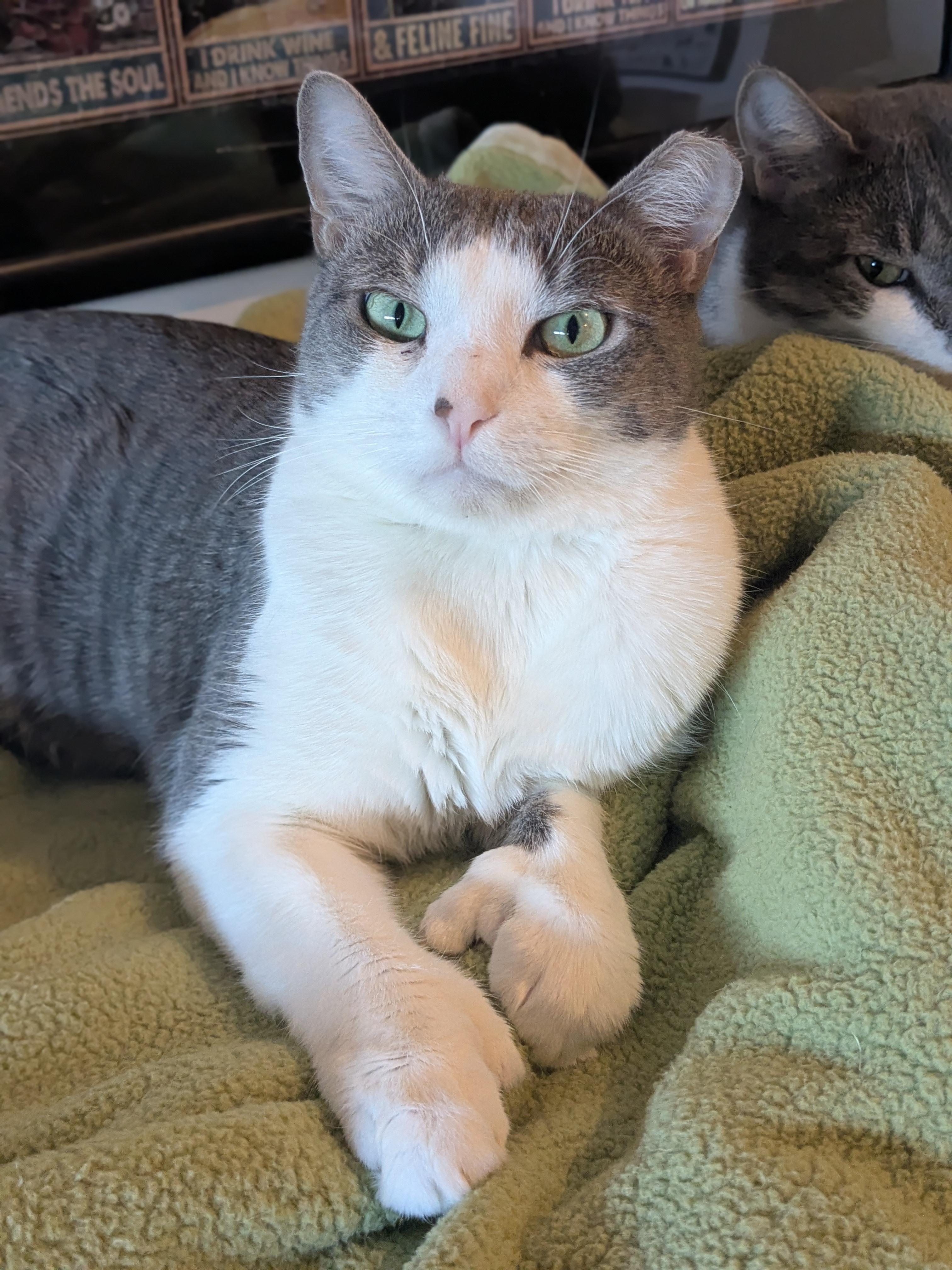 Otto, Adoptable, Young Male Domestic Short Hair.