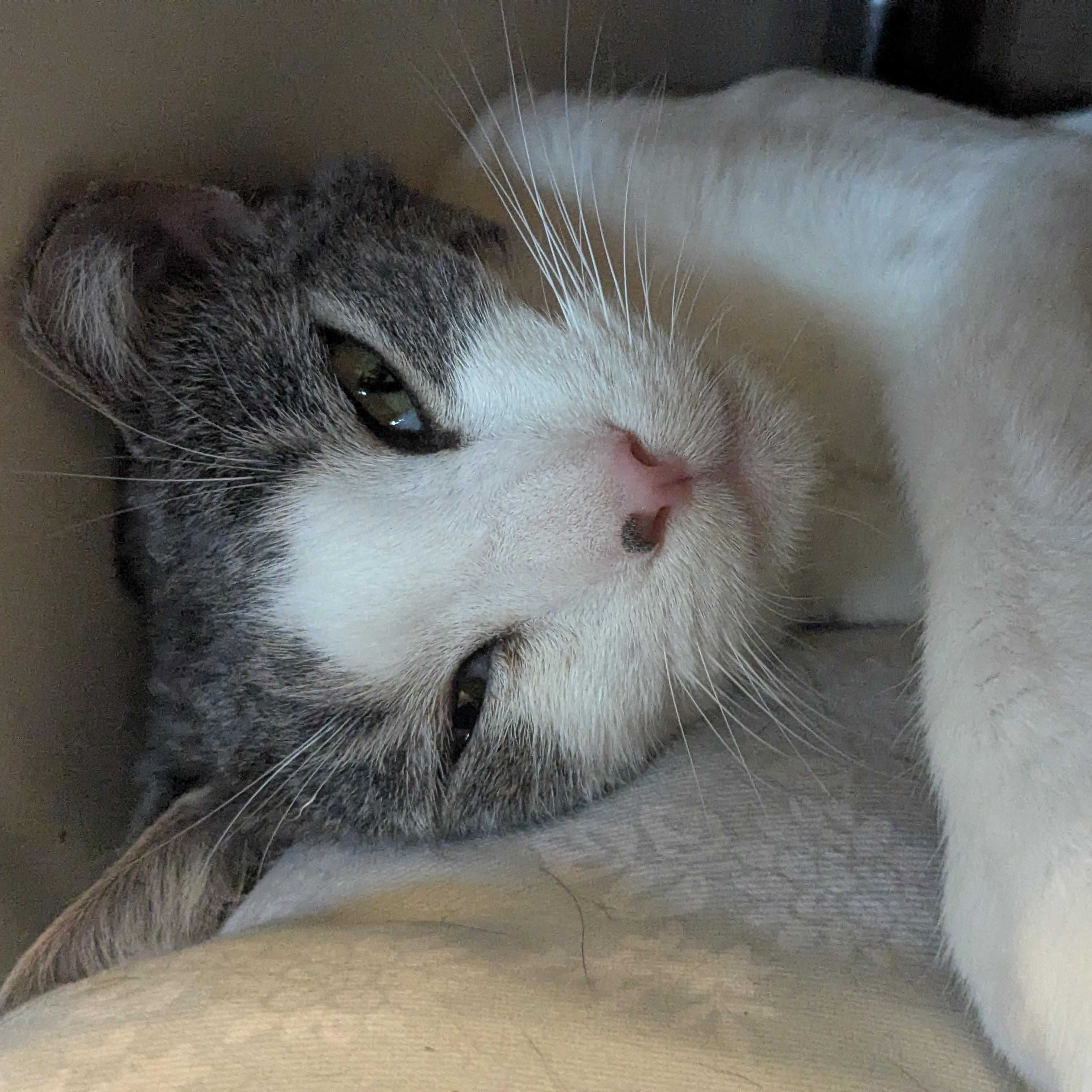 Enlarge Otto, a Adoptable Domestic Short Hair in Newburgh, NY image 6/6