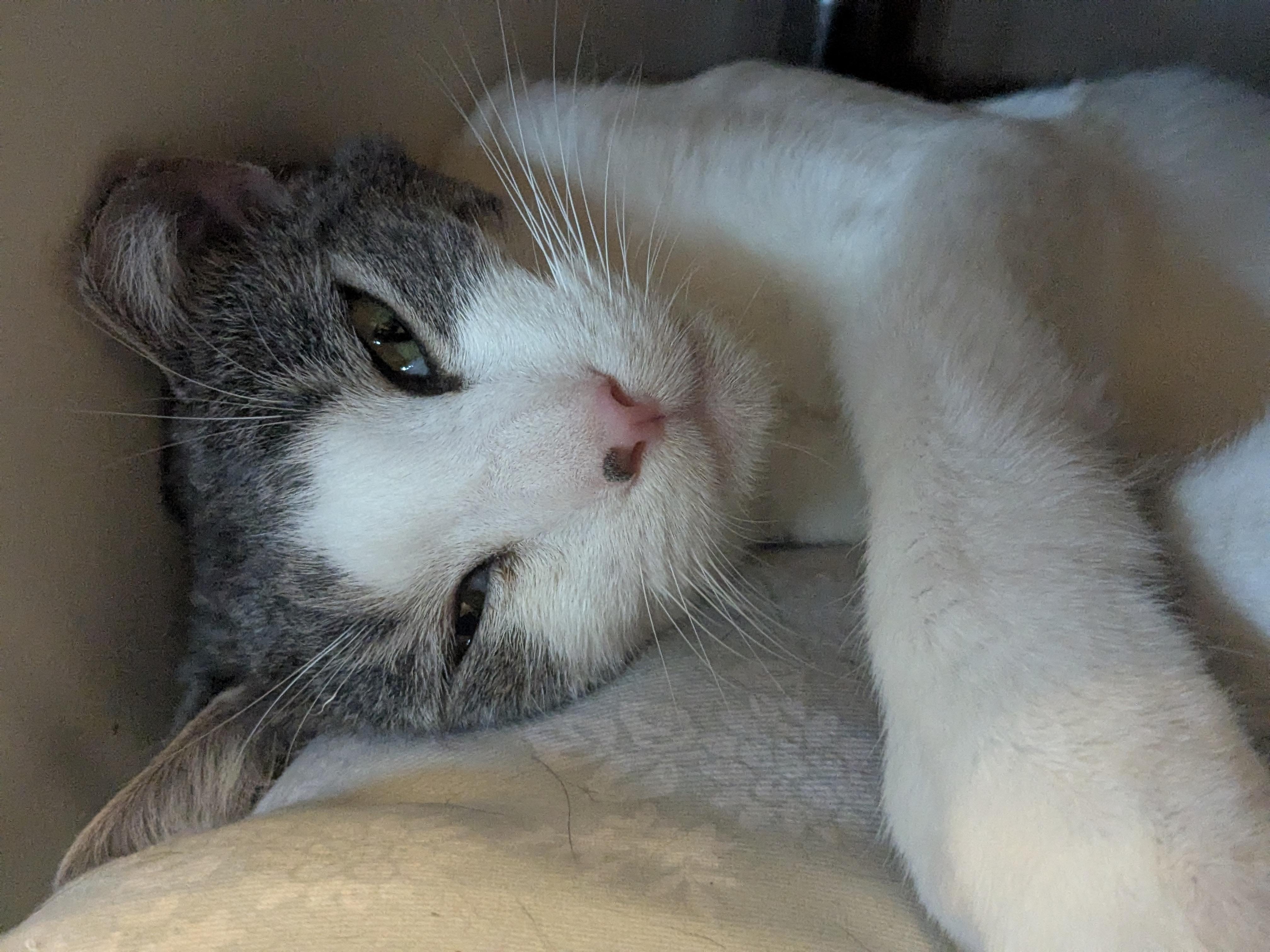 Enlarge Otto, a Adoptable Domestic Short Hair in Newburgh, NY image 6/6