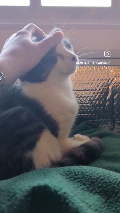 Enlarge Otto, a Adoptable Domestic Short Hair in Newburgh, NY video 3/6