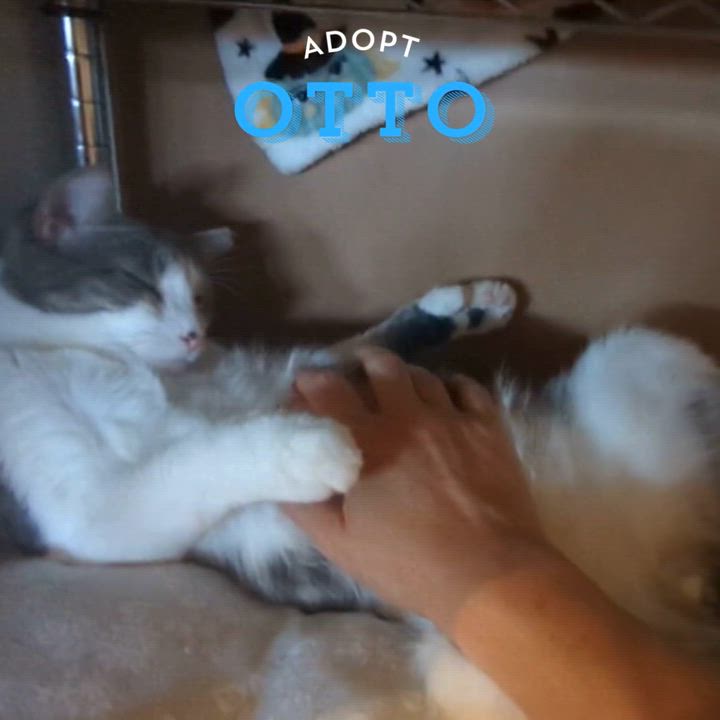 Enlarge Otto, a Adoptable Domestic Short Hair in Newburgh, NY video 5/6
