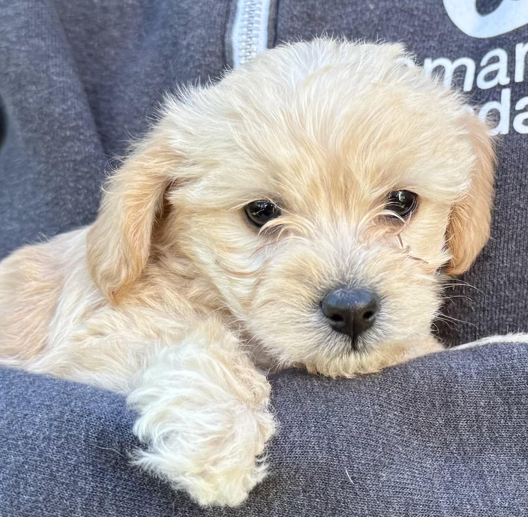 Hazelnut, adopted, Puppy Female Miniature Poodle.