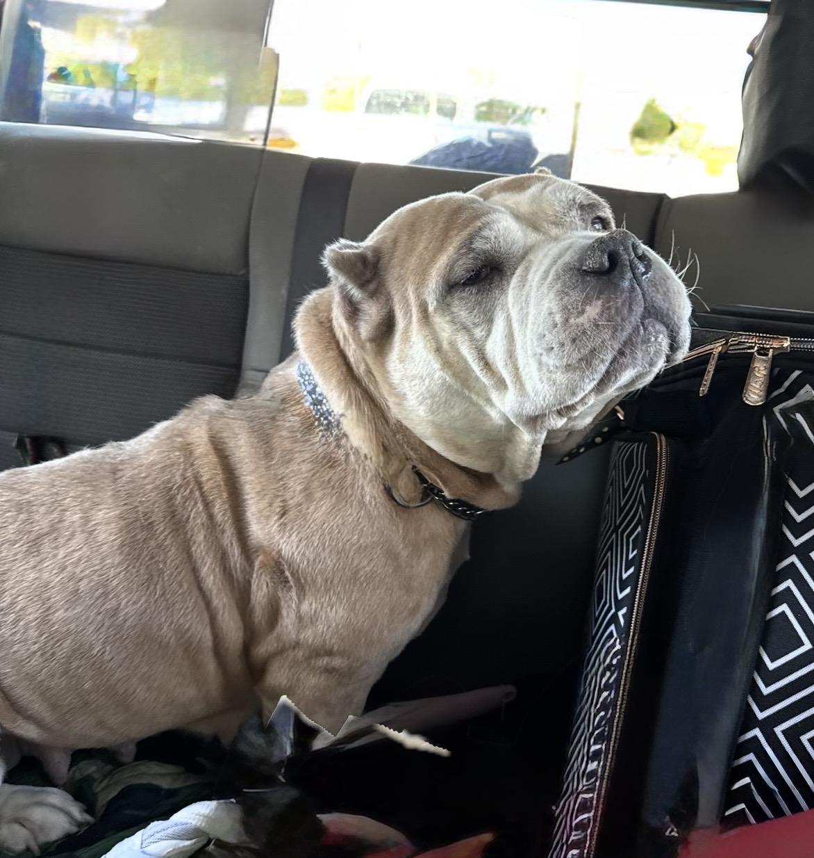 ANNA NICOLE, adopted, Adult Female American Bulldog & Bulldog.