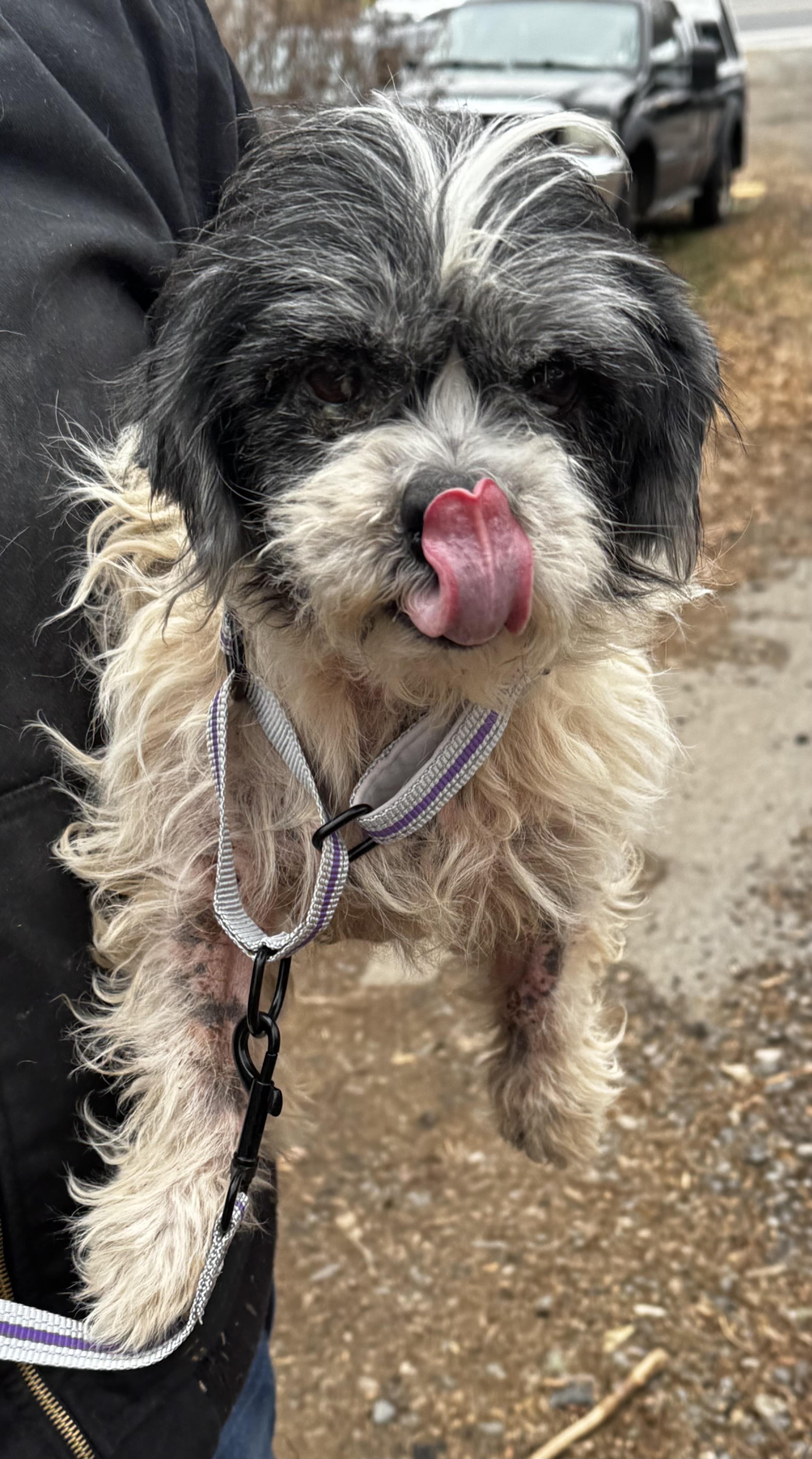 Enlarge C.C., a ADOPTABLE Shih Tzu in Wanaque, NJ image 1/3