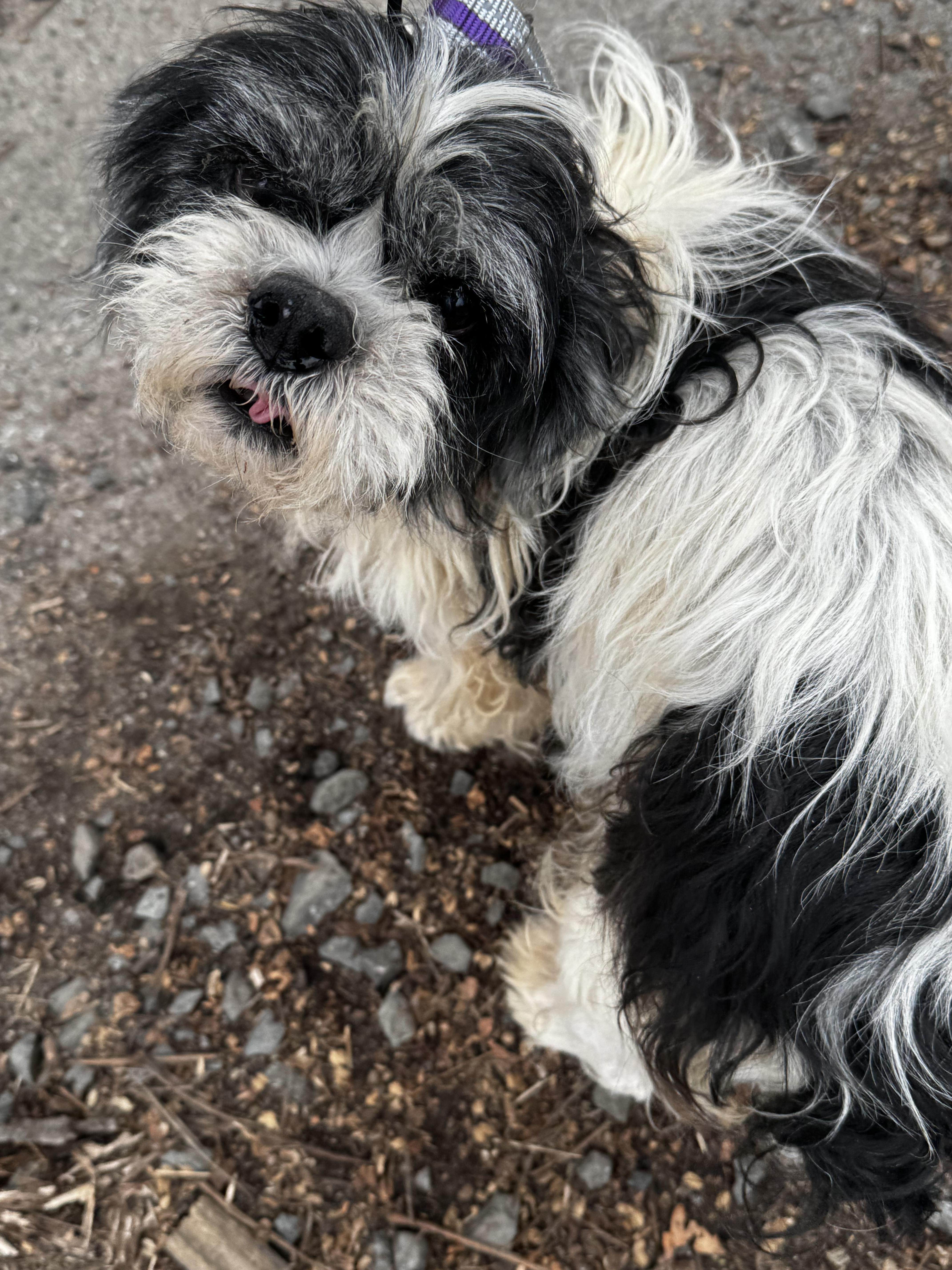 Enlarge C.C., a ADOPTABLE Shih Tzu in Wanaque, NJ image 2/3