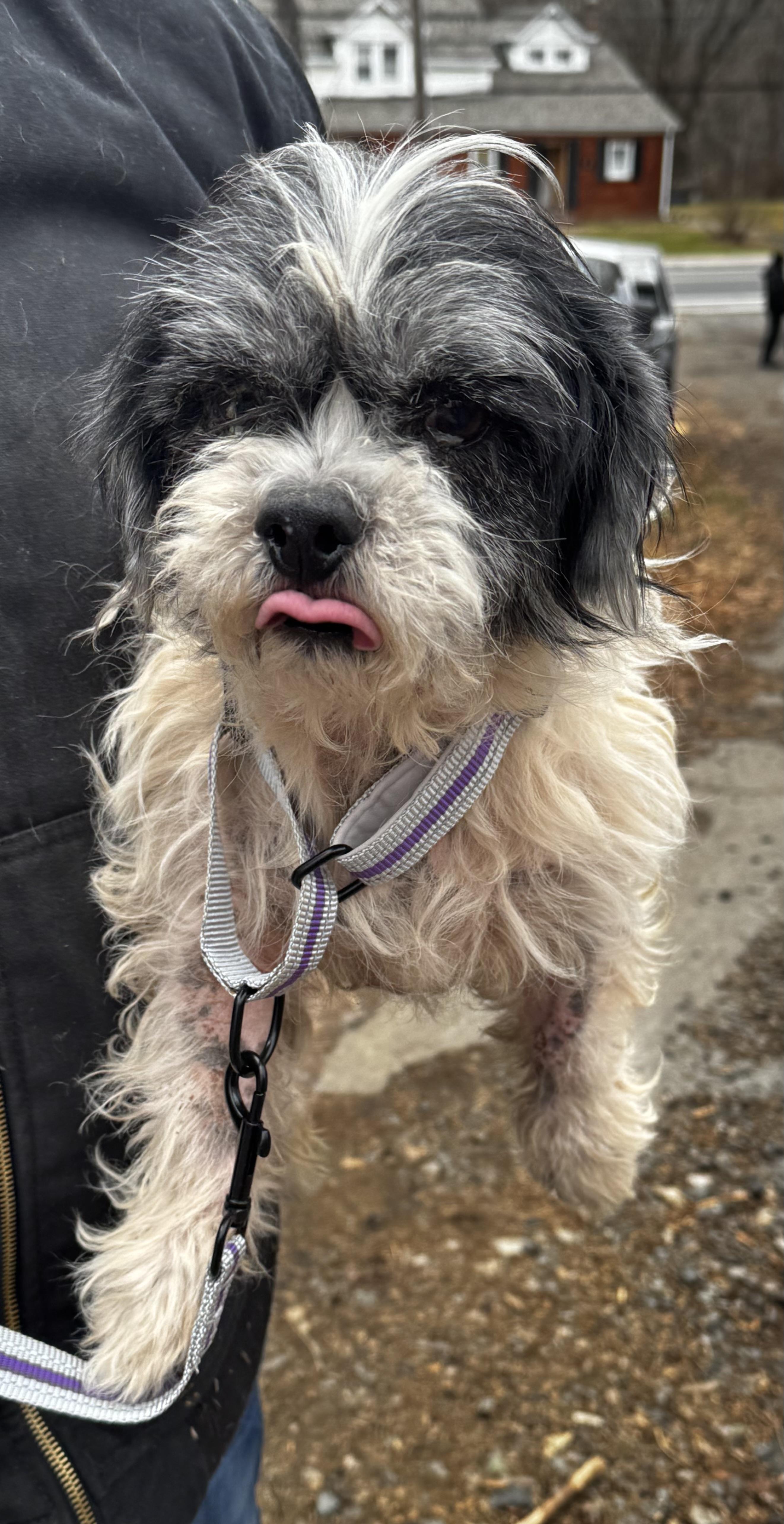 Enlarge C.C., a ADOPTABLE Shih Tzu in Wanaque, NJ image 3/3