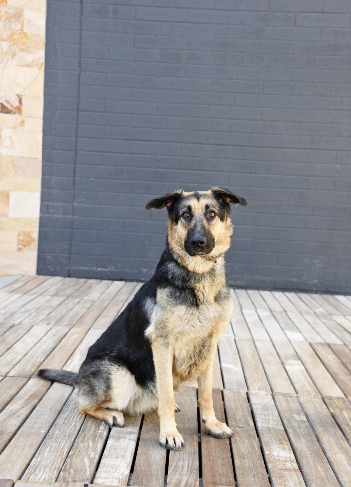 Charmin Carmen, Adoptable, Adult Female German Shepherd Dog.