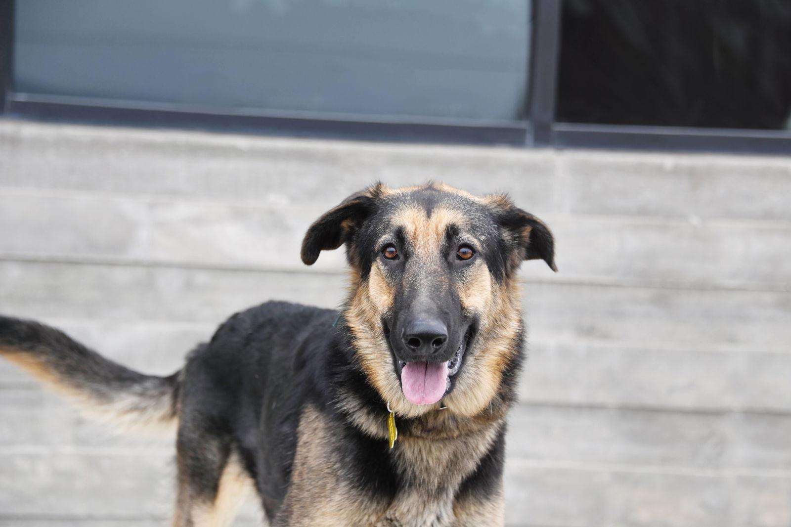 Charmin Carmen, Adoptable, Adult Female German Shepherd Dog.