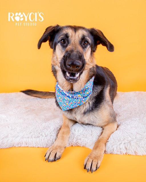 Enlarge Charmin Carmen, a Adoptable German Shepherd Dog in Salt Lake City, UT image 1/3