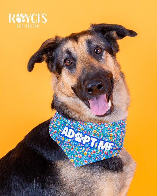 Enlarge Charmin Carmen, a Adoptable German Shepherd Dog in Salt Lake City, UT image 2/3