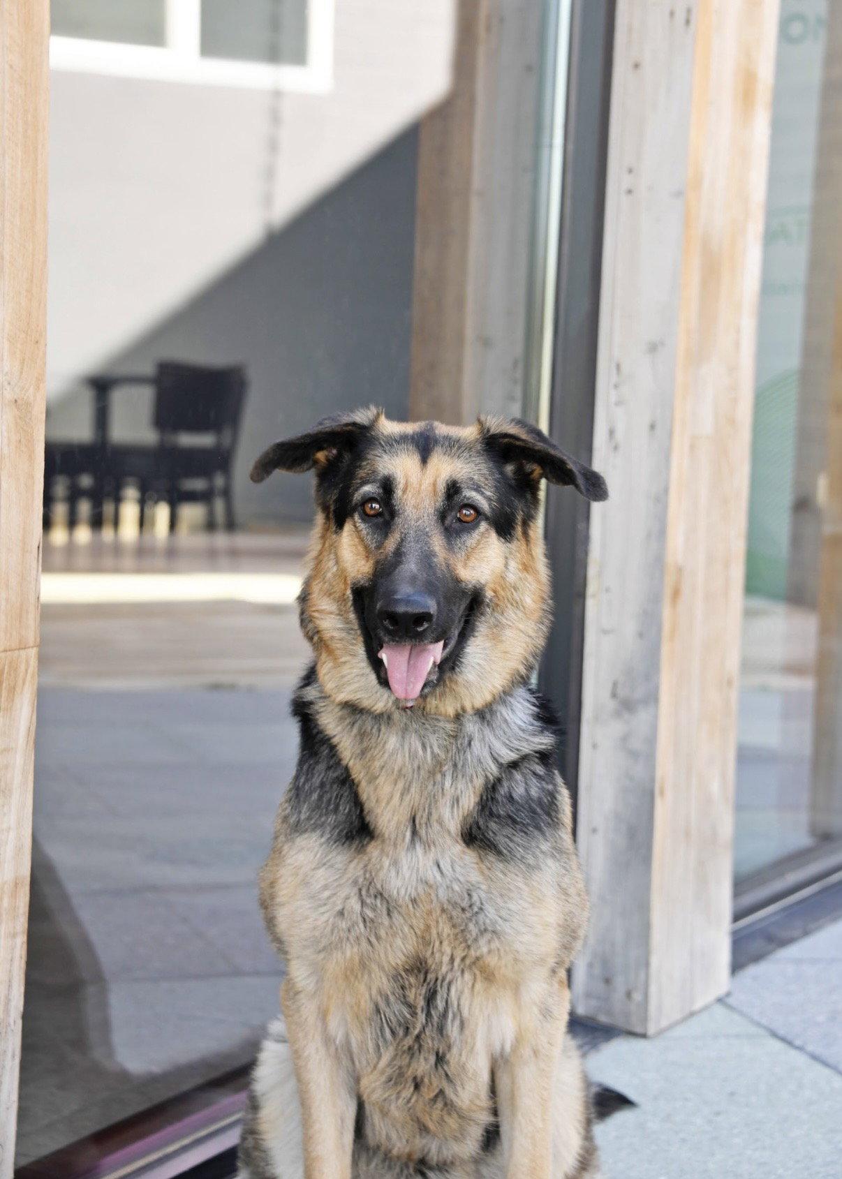 Charmin Carmen, a Adoptable German Shepherd Dog in Salt Lake City, UT image 2/3