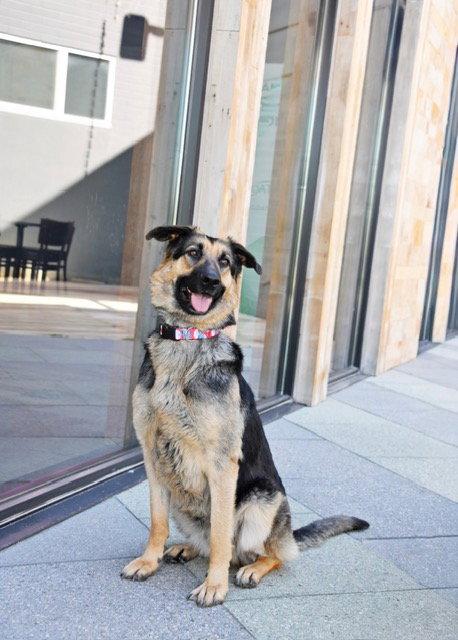 Charmin Carmen, a Adoptable German Shepherd Dog in Salt Lake City, UT image 3/3