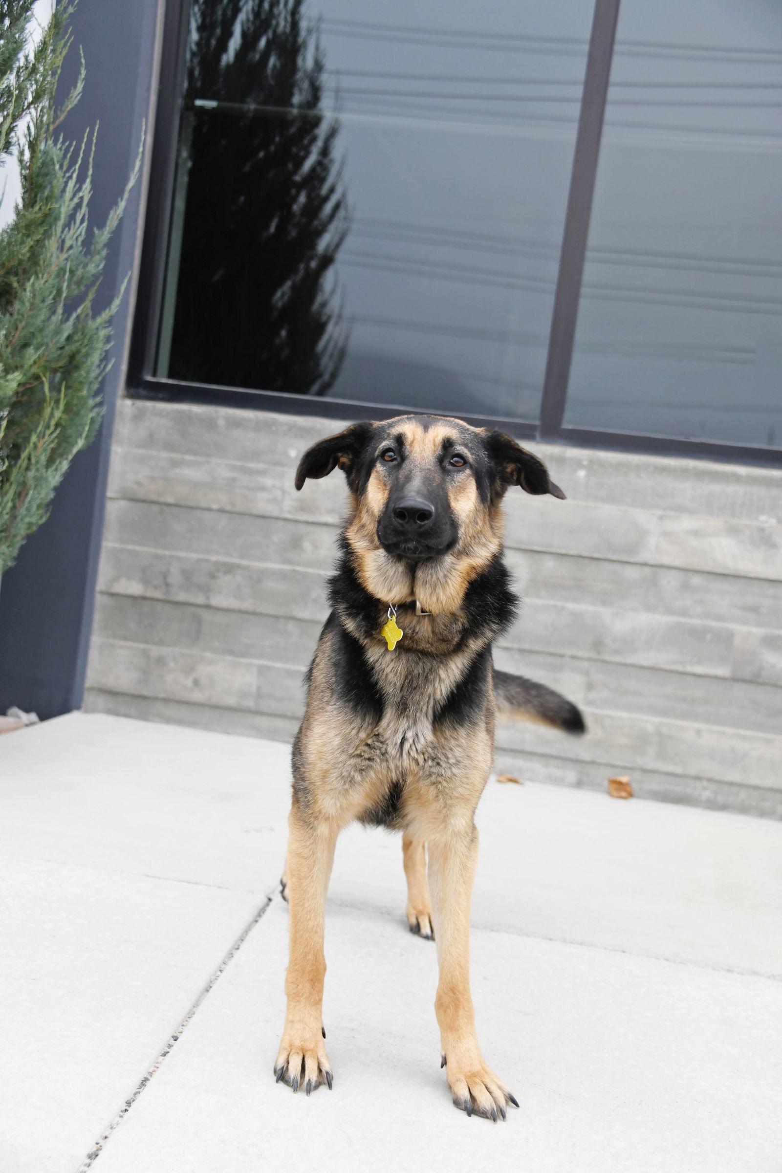 Charmin Carmen, a Adoptable German Shepherd Dog in Salt Lake City, UT image 3/3