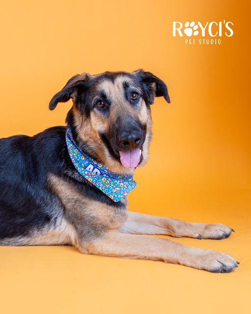 Enlarge Charmin Carmen, a Adoptable German Shepherd Dog in Salt Lake City, UT image 3/3
