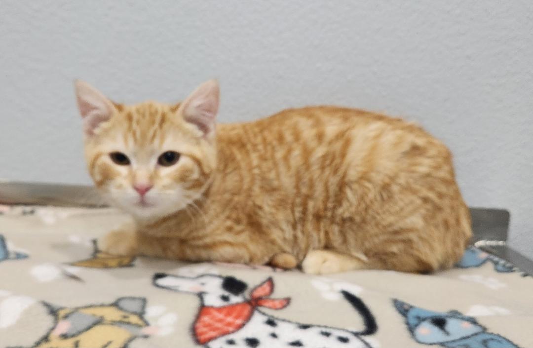 Enlarge Christian, a Adoptable Domestic Short Hair in Pella, IA image 2/2