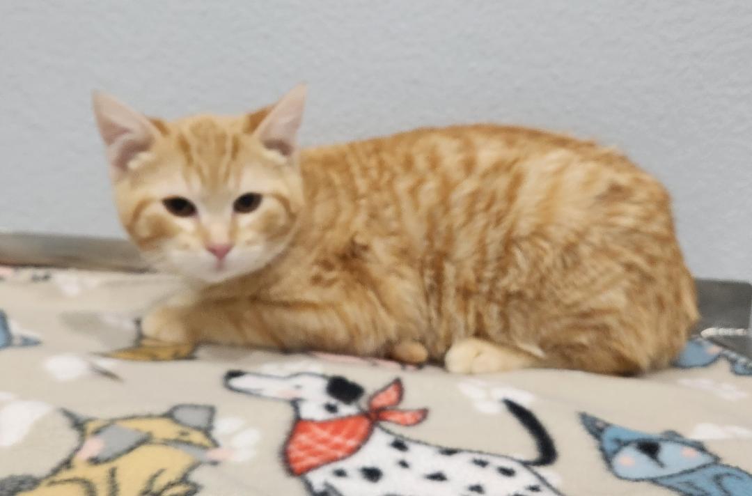 Christian, Adoptable, Young Male Domestic Short Hair.