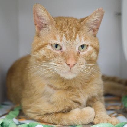 Eugene, a Adoptable mixed breed in Verona, WI image 1/3