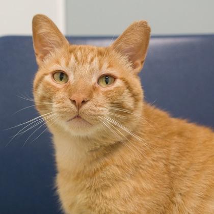 Eugene, a Adoptable mixed breed in Verona, WI image 1/3