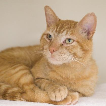Eugene, a Adoptable mixed breed in Verona, WI image 2/3