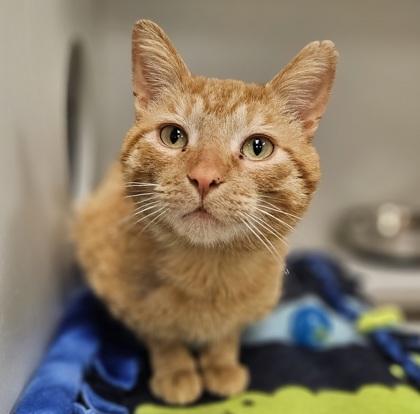 Eugene, a Adoptable mixed breed in Verona, WI image 3/3