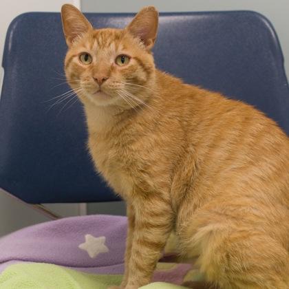 Eugene, a Adoptable mixed breed in Verona, WI image 3/3