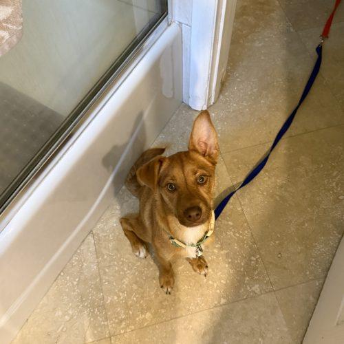Hazel, Adoptable, Puppy Female Carolina Dog.