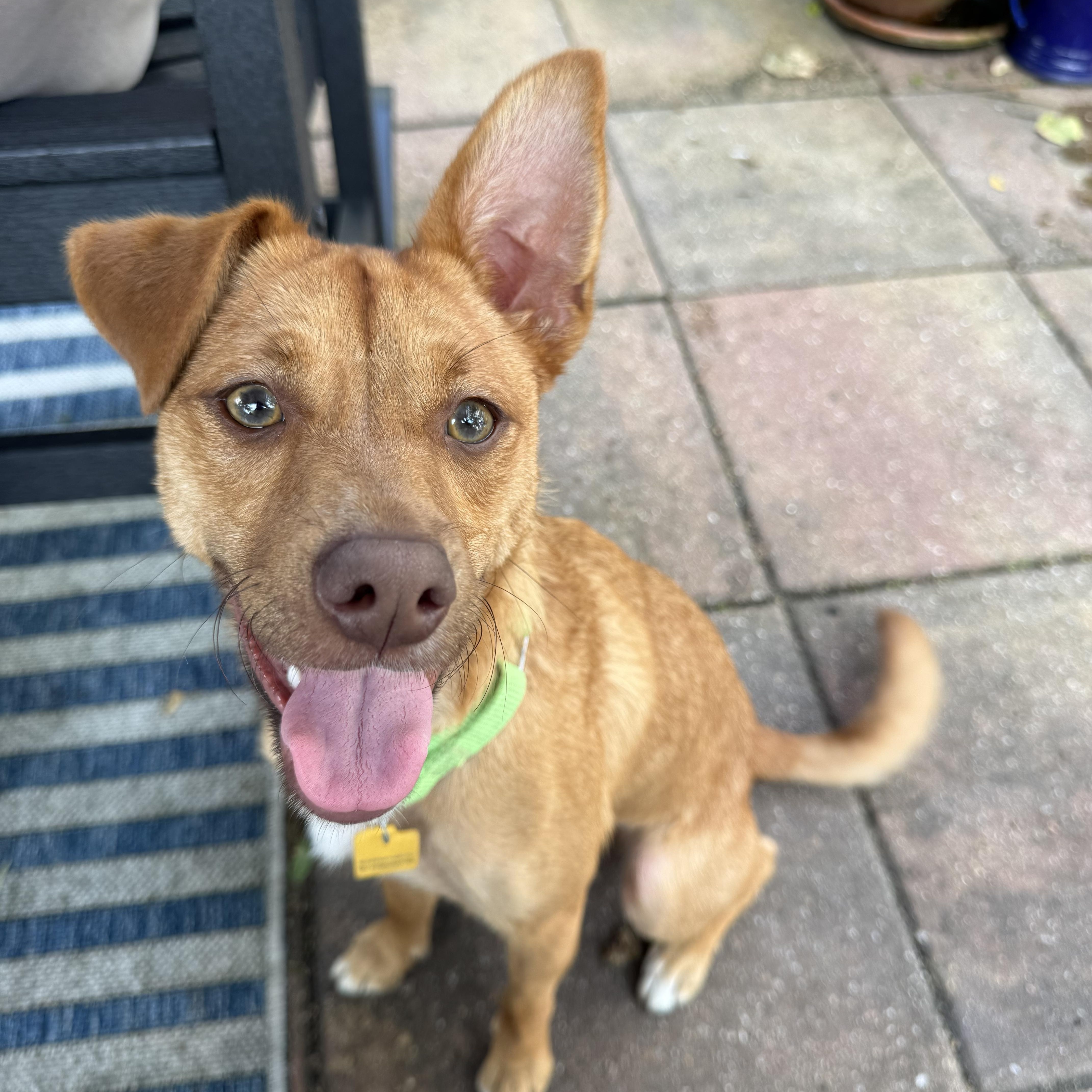 Hazel, Adoptable, Young Female Terrier & Mixed Breed.