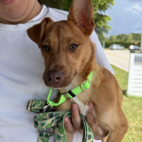 Enlarge Hazel, a Adoptable Carolina Dog in Plantation, FL image 2/4