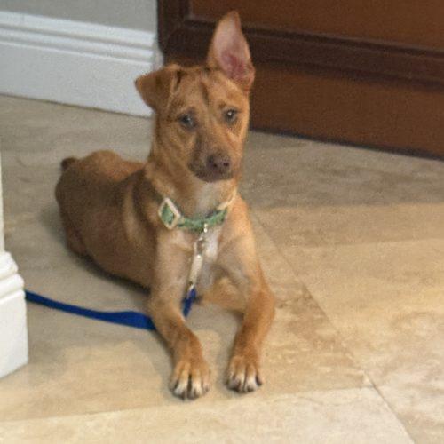 Enlarge Hazel, a Adoptable Carolina Dog in Plantation, FL image 3/4