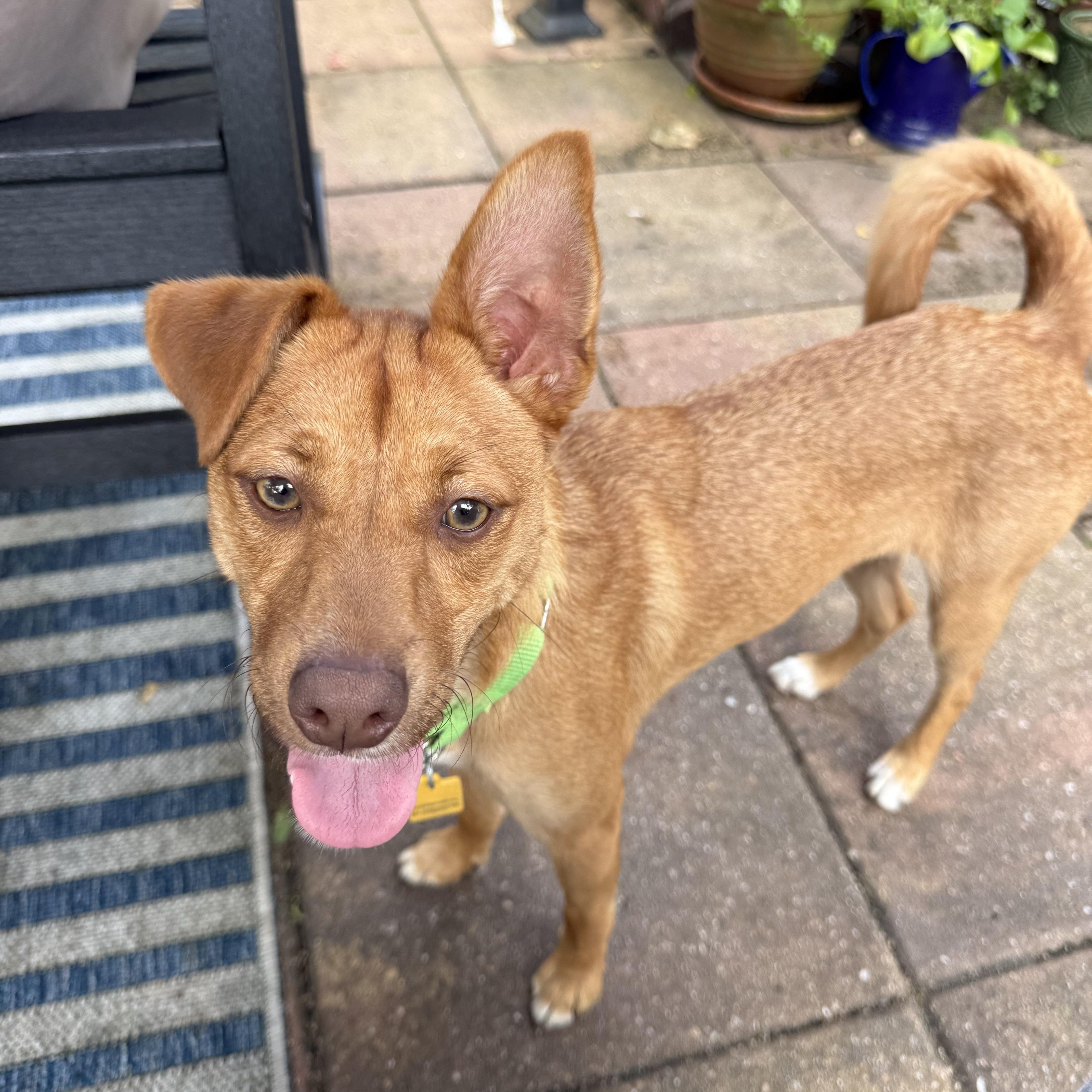 Enlarge Hazel, a Adoptable mixed breed in Plantation, FL image 2/6