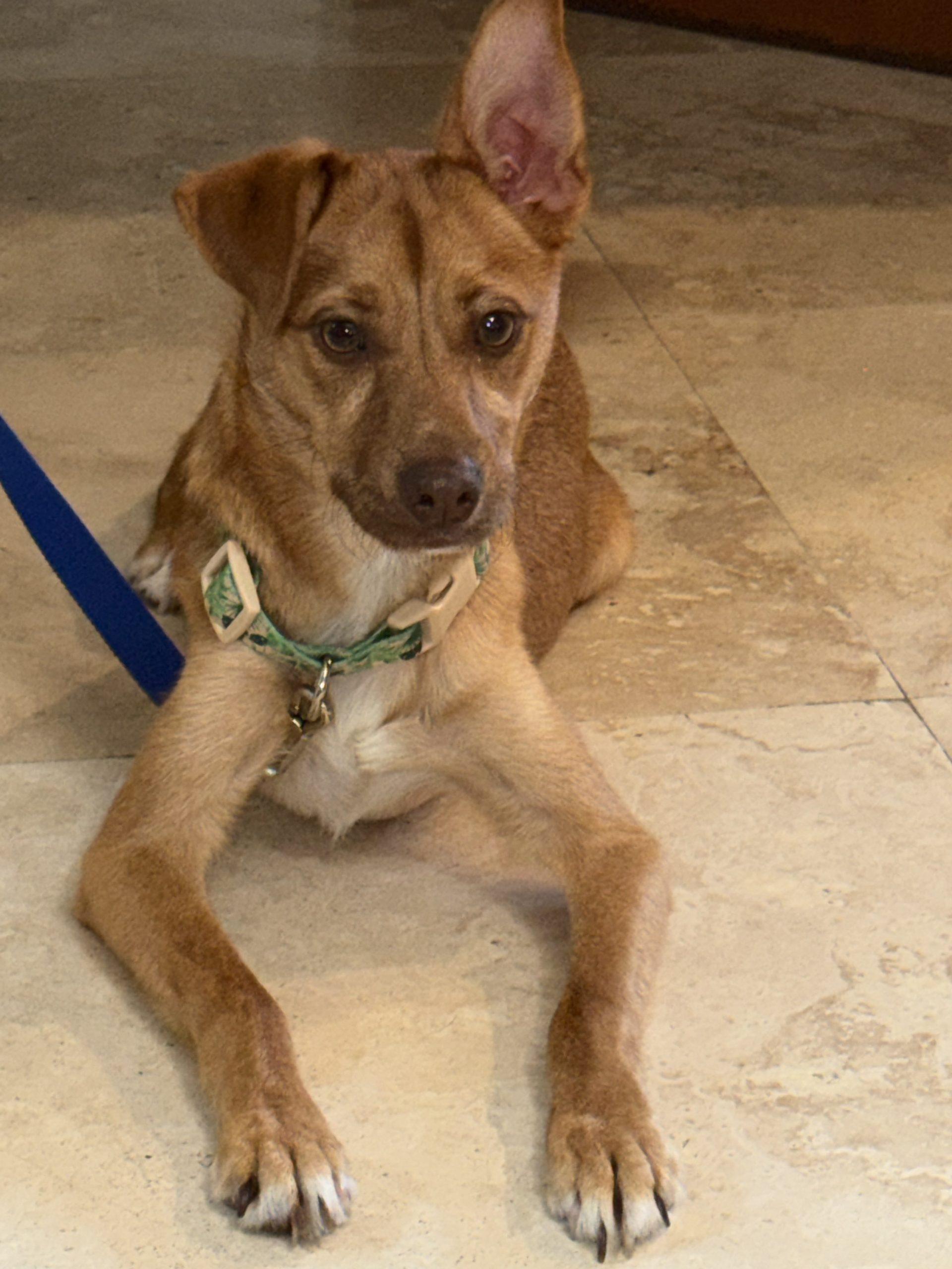 Enlarge Hazel, a Adoptable Carolina Dog in Plantation, FL image 4/4