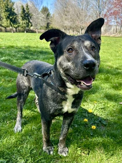 Oliver, Adoptable, Adult Male Pit Bull Terrier & Husky.