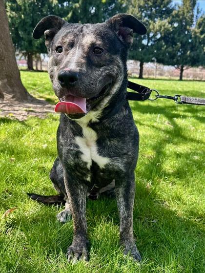 Enlarge Oliver, a Adoptable mixed breed in Yakima, WA image 2/3